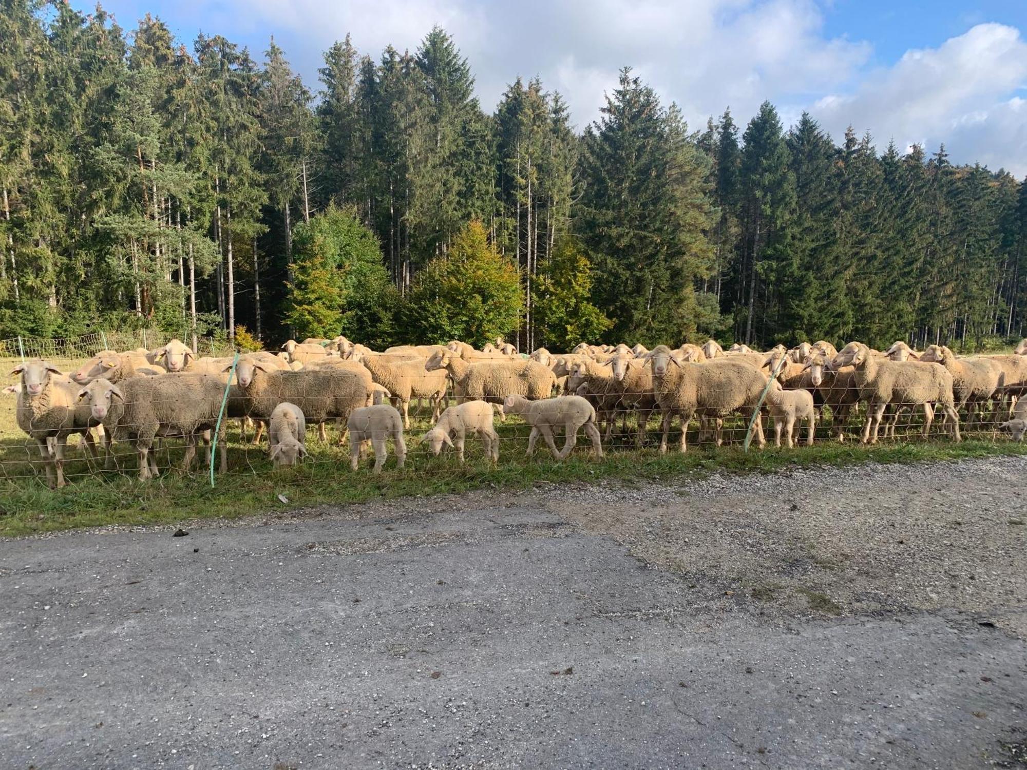 Hotel Restaurant Schwane Messstetten Eksteriør billede